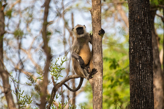 Langoor on the watch