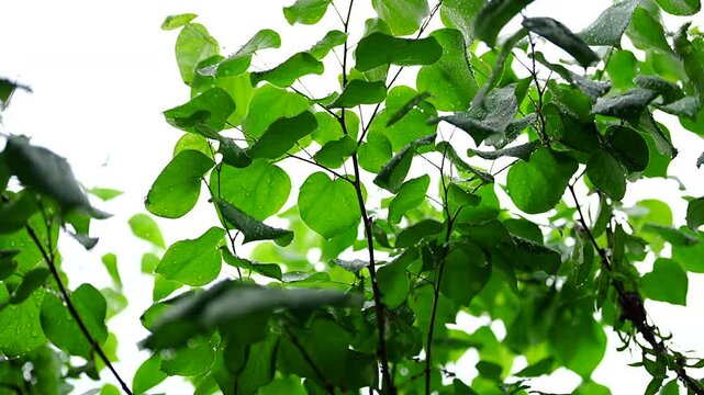 Cinematic horizontal view of fresh green heart shaped leaves drenched in rain with glistening raindrops - 비 내리는 날 촉촉하게 젖어 넓은 초록빛 잎사귀 표면 위로 투명한 빗방울이 조밀하게 맺힌 싱그러운 나뭇잎 풍경