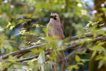 Obraz premium Jay perches calmly on a tree branch