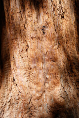 Ancient tree trunk shows deep, rough bark texture. Sunlight highlights natural grooves and weathered patterns. Color blends warm browns and soft oranges. © schankz