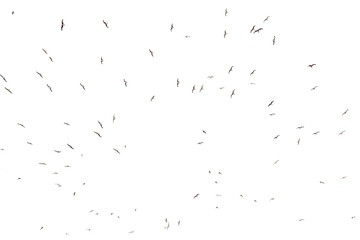 Obraz premium Black bird silhouettes fly across white background. Scattered flight paths create dynamic motion.