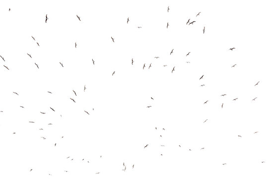 Black bird silhouettes fly across white background. Scattered flight paths create dynamic motion.
