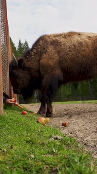 Epic hybrid zubrbizon wallowing in dust cloud wildlife animal panorama. 
Cinematic view of big wild bison buffalo bulls rolling on ground, 
furry mammal herd grazing on field near pine forest.
