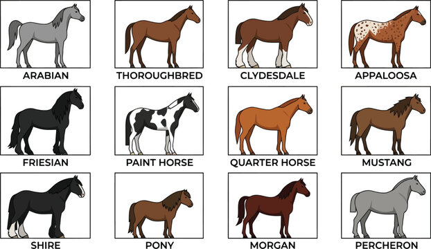 Collection of Horse Breeds Illustrated, Diverse Equine Types