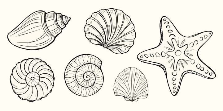 Seashells And Starfish Black And White Sketch Illustration