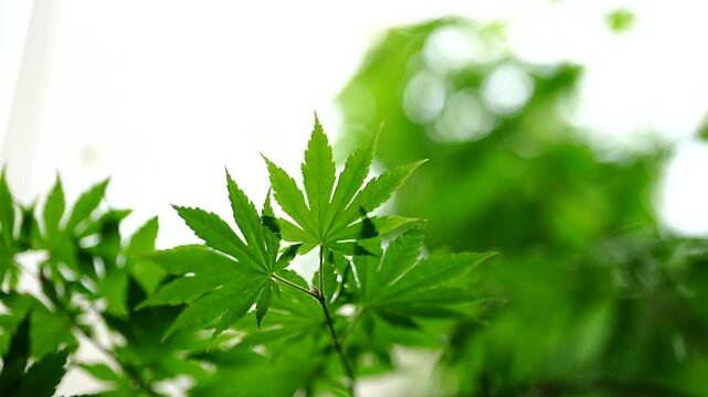 Cinematic horizontal view of a fresh green maple leaf cluster highlighted in sharp focus against a bright soft background - 맑은 자연광 아래 손바닥 모양의 푸른 청단풍 잎사귀가 선명하게 부각되고 화사한 보케 배경이 어우러진 싱그러운 나뭇잎 풍경