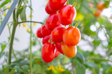 Obraz premium Bunch of fresh ripe red grape tomatoes hanging on the vine in organic garden