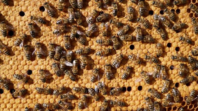 The honeycombs contain the larvae of developing honey bees. 
To further develop the larvae into insects, the honeycombs will be covered with wax caps.

