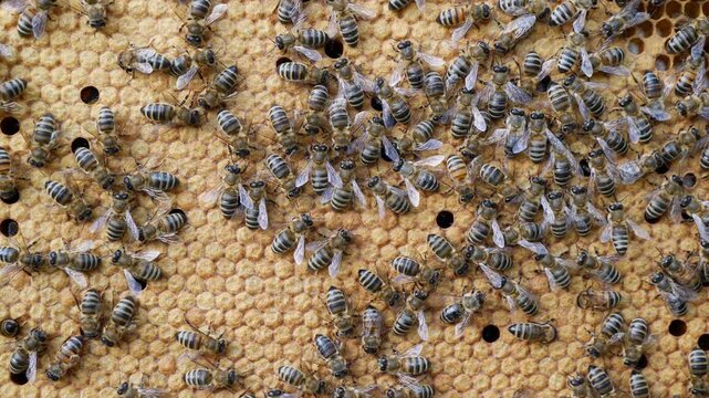 The honeycombs contain the larvae of developing honey bees. 
To further develop the larvae into insects, the honeycombs will be covered with wax caps.
