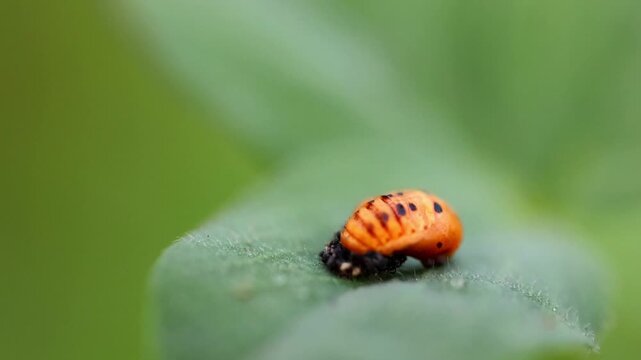 Orange ladybug pupa attached to green leaf macro close up 180fps Captured in Cinematic High Detail Footage