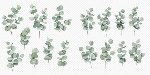 Set of watercolor eucalyptus branches, silver dollar, and parvifolia leaves, perfect for botanical decoration and floral design. © Ytaja