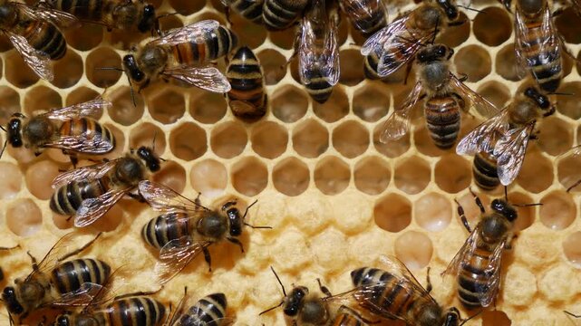 The honeycombs contain the larvae of developing honey bees. 
To further develop the larvae into insects, the honeycombs will be covered with wax caps.
