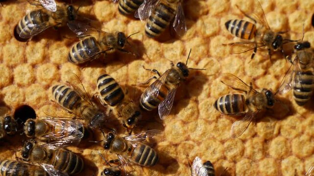 The honeycombs contain the larvae of developing honey bees. 
To further develop the larvae into insects, the honeycombs will be covered with wax caps.
