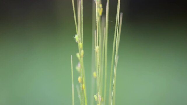 Tiny aphids on wheat stems macro close up in green field 180fps Captured in Cinematic High Detail Footage