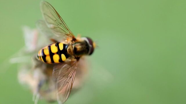 Hoverfly insect resting on green leaf macro close up 180fps Captured in Cinematic High Detail Footage