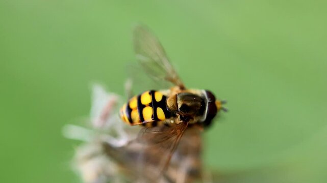 Hoverfly insect resting on green leaf macro close up 180fps Captured in Cinematic High Detail Footage