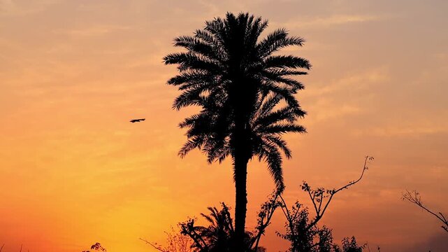 Palm tree silhouettes against orange sunset sky 180fps Captured in Cinematic High Detail Footage