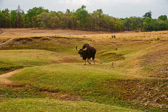 Bison land