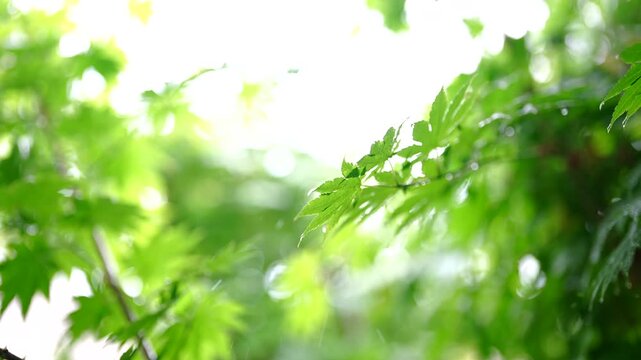 Cinematic horizontal view of fresh green maple leaves in rain with glistening raindrops and splashing water streaks - 비 내리는 날 촉촉하게 젖은 청단풍 잎사귀 표면 위로 투명한 빗방울이 조밀하게 떨어지며 하얀 물보라가 일어나는 싱그러운 풍경