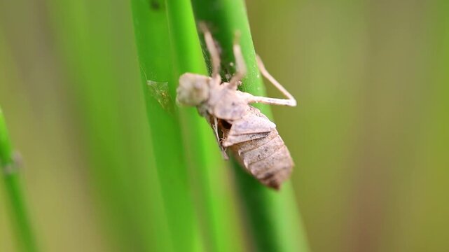Shed insect exoskeleton attached to green grass blade macro 180fps Captured in Cinematic High Detail Footage