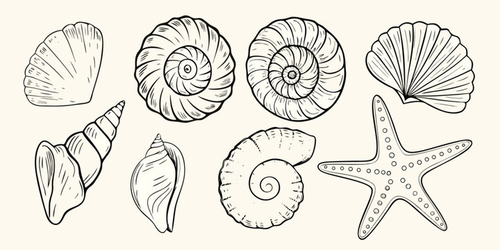 Collection Of Seashells And Starfish Black And White Sketch Illustration
