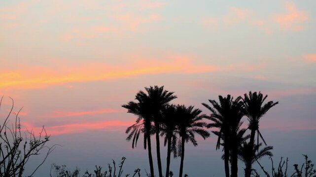 Palm tree silhouettes against orange sunset sky 180fps Captured in Cinematic High Detail Footage