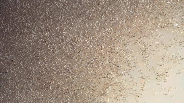 Thousands of Mosquito Larvae Moving Across Shallow Standing Water Surface 180fps Captured in Cinematic High Detail Footage