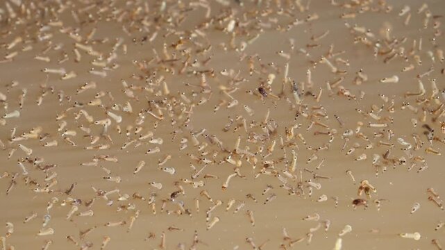 Close View of Mosquito Larvae Floating Near Water Surface in Breeding Area 180fps Captured in Cinematic High Detail Footage