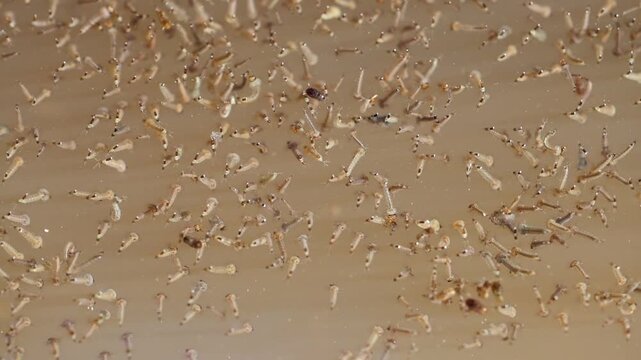 Aquatic Mosquito Larvae Activity in Stagnant Water Environment 180fps Captured in Cinematic High Detail Footage