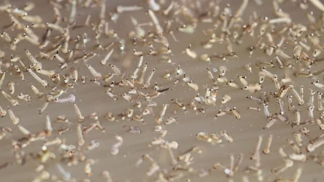 Macro Texture of Hundreds of Mosquito Larvae Gathering in Shallow Water 180fps Captured in Cinematic High Detail Footage