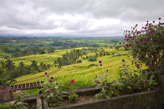 Small pink flowers softly blur in the foreground, framing a panoramic vista of the cascading green Jatiluwih rice terraces and a distant hillside village in Bali, Indonesia.