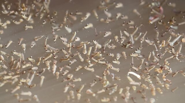 Detailed Close Up of Mosquito Breeding Habitat Filled With Larvae 180fps Captured in Cinematic High Detail Footage