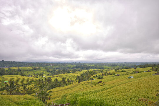 Beautiful wide-angle panoramic view of the lush green Jatiluwih rice terraces cascading under a dramatic cloudy sky, showcasing traditional subak agriculture in Bali, Indonesia.