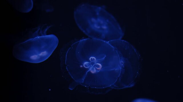 Translucent moon jellyfish, Aurelia aurita floating gracefully in deep blue water against a dark background
