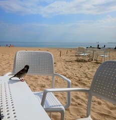 chair on the beach © Pablox45