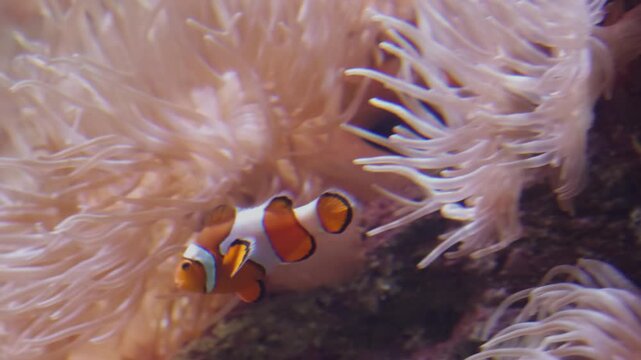 Vibrant orange clownfish, Amphiprion ocellaris swimming among the protective tentacles of a sea anemone
