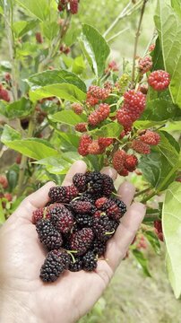 Red mulberry and natural, medicinal, beneficial food.