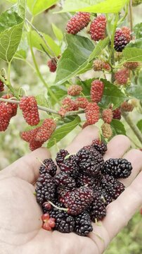 Red mulberry and natural, medicinal, beneficial food.
