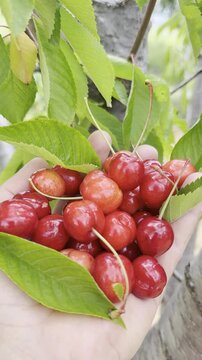 Vertical Video of a Hand Holding Fresh Red Cherries