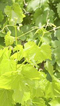 Carefully harvesting fresh green grape leaves from the vine in a sunny vineyard.