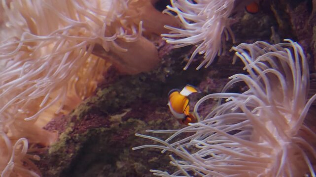 Vibrant orange clownfish, Amphiprion ocellaris swimming among the protective tentacles of a sea anemone