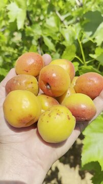 Vertical Video of a Hand Holding Fresh Organic Apricots
