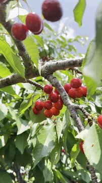 Agricultural scene of fresh sweet red cherries ready for harvest on a branch