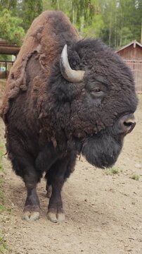 Epic hybrid zubrbizon close up head wildlife animal portrait. 
Cinematic vertical view of big wild bison buffalo bull, 
furry mammal coat, powerful horn and green grass background.
