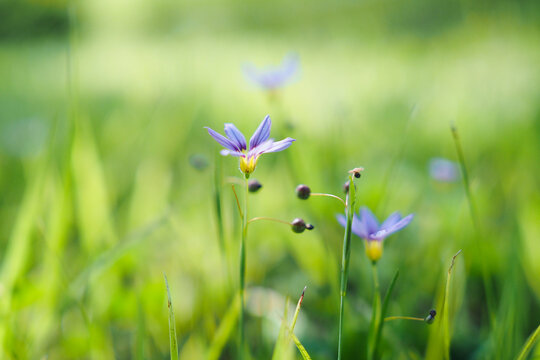 Wildflowers thrive in the sunshine at a riverside park in Busan, South Korea. 