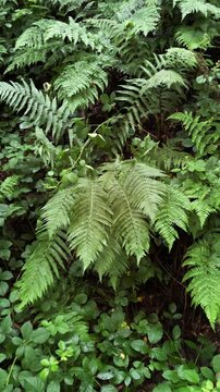 Green fern leaves in the forest vertical video