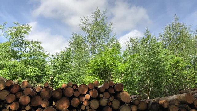 Pile of felled trees or stack of cut logs in a German forest blue sky and clouds, deforestation logging industry in the woodlands in Germany, Europe 