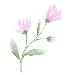 Fototapeta premium Pink flower watercolor
