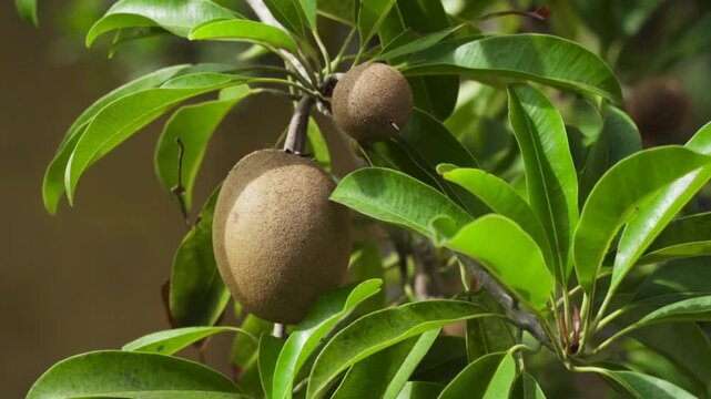 A closeup view of sapodilla fruits hanging from a tree branch with green leaves in a natural setting outdoors