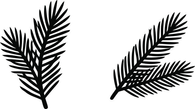 Pine leaf silhouette, isolated on white background